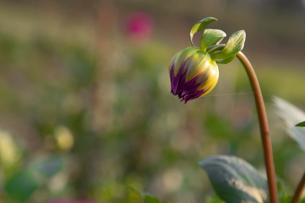 Bellissimi boccioli di fiori di colore rosa con sfondo sfocato Vista naturale