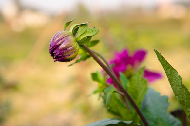 Bellissimi boccioli di fiori di colore rosa naturale con sfondo sfocato