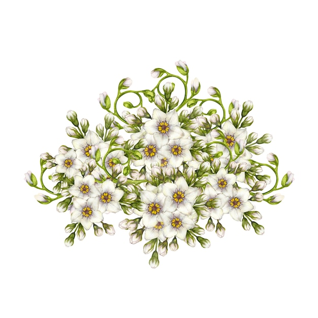 Bellissimi bouquet d'acquarello di primrose bianche non dimenticare i fiori per la primavera delle nozze di Pasqua