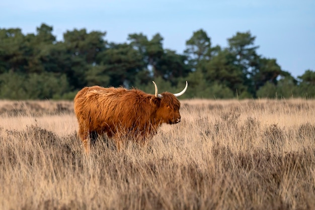 Bellissimi bovini da vacca delle Highland (Bos taurus taurus) che pascolano nel campo.