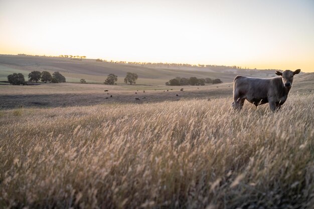 bellissimi bovini in Australia che mangiano erba che pascolano sui pascoli gregge di mucche in libertà manzo che viene allevato in modo rigenerativo in una fattoria agricola allevamento sostenibile di colture alimentari mucche in campo
