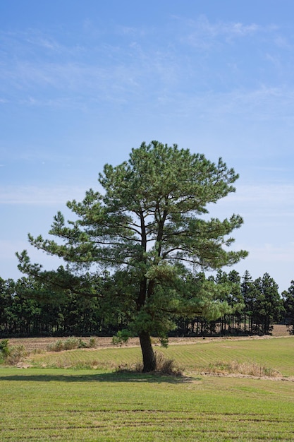 Bellissimi campi aperti e cielo blu