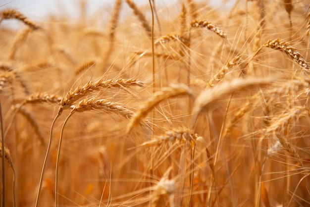 Bellissimi campi d'orzo Giallo dorato