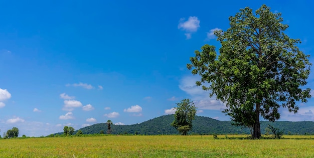 Bellissimi campi di erba verde con nuvole bianche cieli azzurri alberi e grandi sfondi di montagna