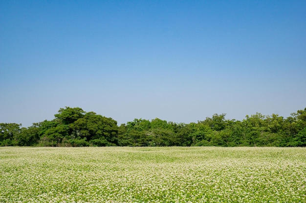 Bellissimi campi di fiori di grano saraceno si estendono ampiamente