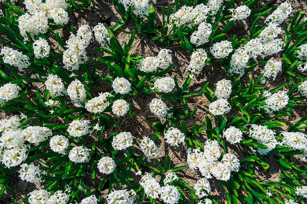 Bellissimi campi di giacinto bianco che catturano la bellezza dei Paesi Bassi in primavera