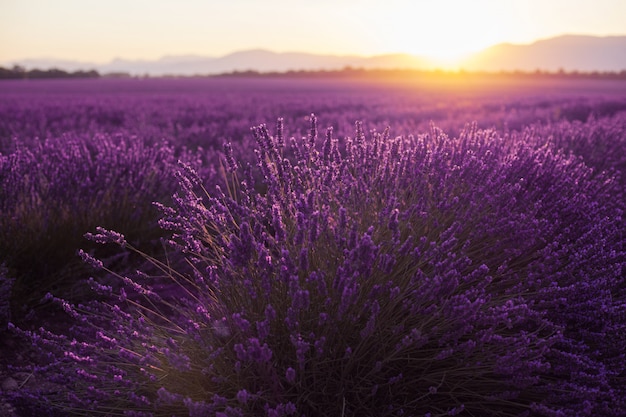 Bellissimi campi frigidi al tramonto. Valensole, Provenza, Francia