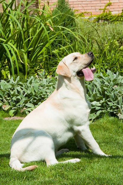 Bellissimi cani di razza con capelli bianchi seduti sull'erba