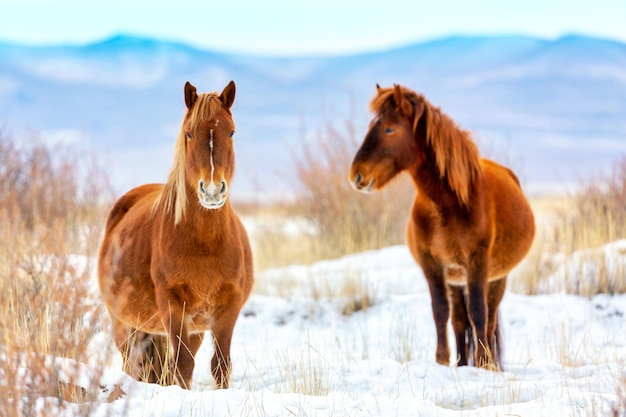 Bellissimi cavalli contro i monti Altai in inverno, Russia. Paesaggio della fauna selvatica.