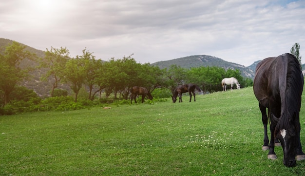 Bellissimi cavalli di castagno in una fattoria in estate