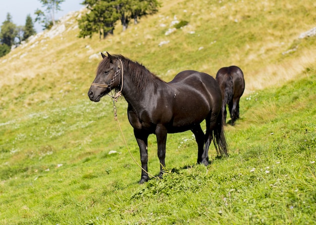 Bellissimi cavalli neri al pascolo sulle colline