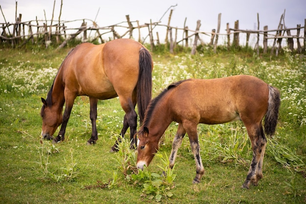 Bellissimi cavalli pascolano al pascolo