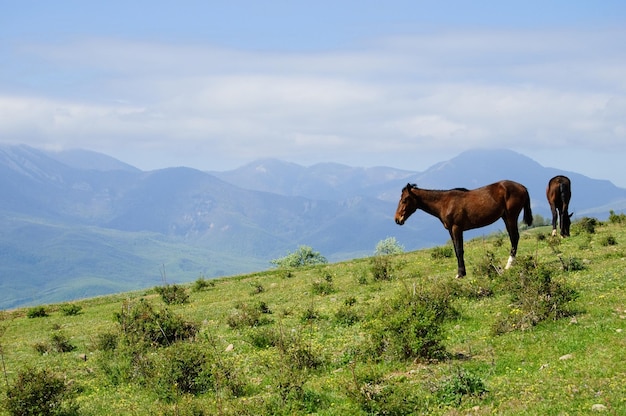 Bellissimi cavalli pascolano su un prato di montagna puledriMontagne della Crimea Penisola di Crimea La penisola fu annessa alla Federazione Russa Ucraina