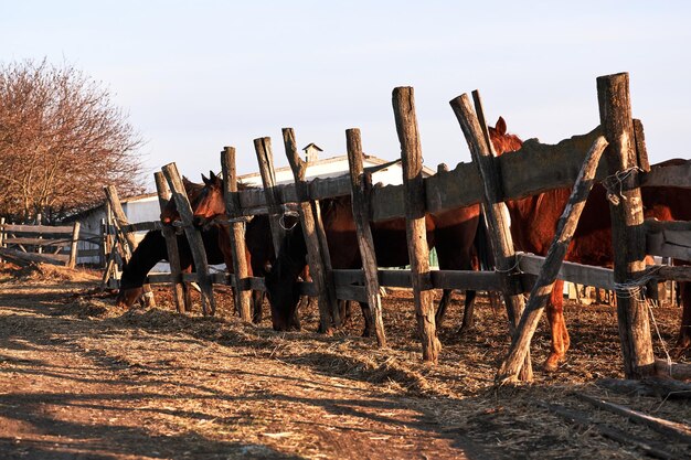 Bellissimi cavalli purosangue marroni stanno dietro il paddock di legno e pascolano