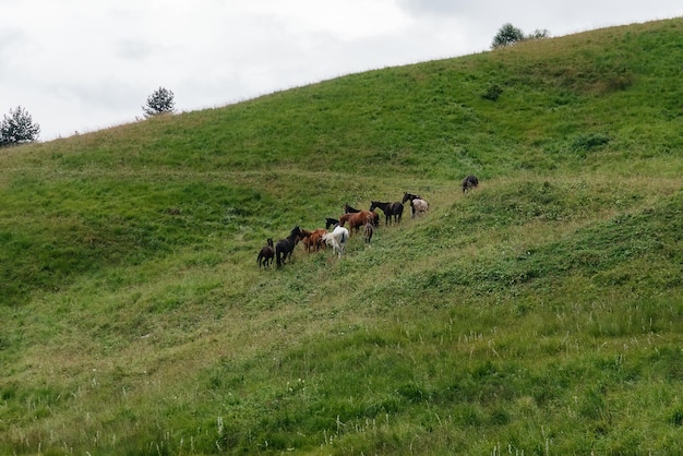 Bellissimi cavalli selvaggi pascolano su verdi pascoli d'alta quota.