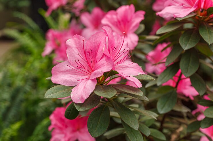 Foto bellissimi cespugli di azalea rosa in fiore