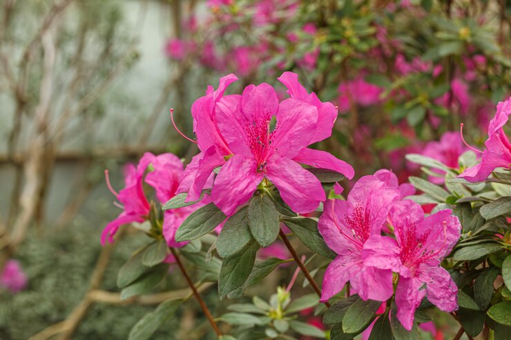 Foto bellissimi cespugli di azalea rosa in fiore