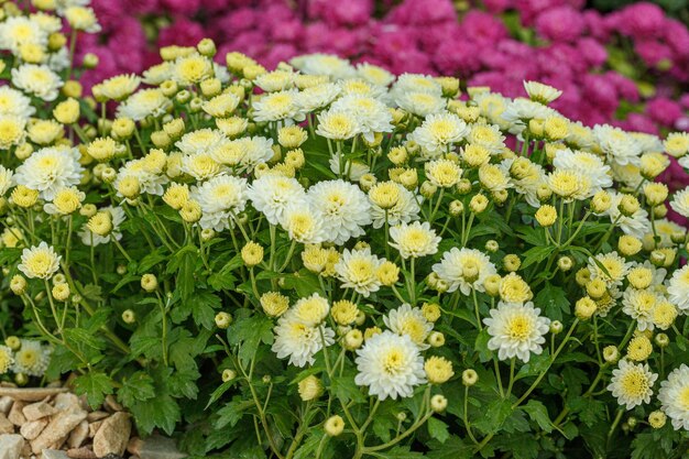 Bellissimi cespugli di crisantemi gialli rossi bianchi rosa rossi colori ravvicinati