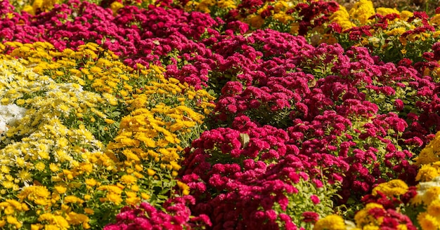 Bellissimi cespugli di crisantemo giallo rosso bianco rosa rosso colori primo piano