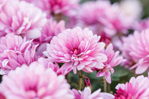 bellissimi cespugli di fiori di crisantemo colori rosa da vicino
