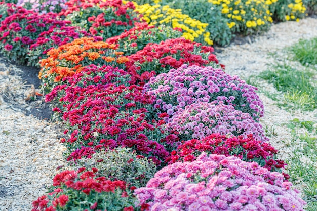 bellissimi cespugli di fiori di crisantemo colori rosa da vicino