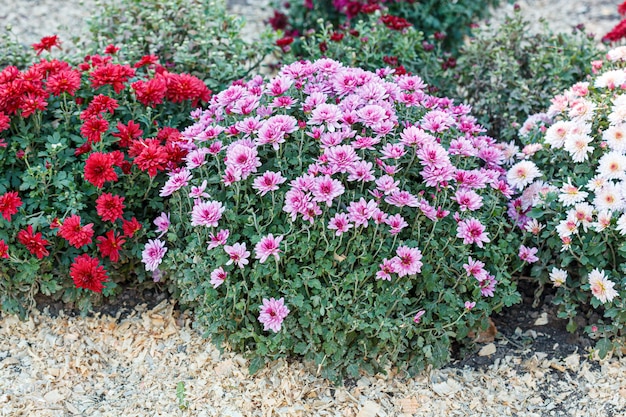 bellissimi cespugli di fiori di crisantemo colori rosa da vicino