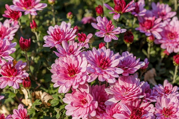 bellissimi cespugli di fiori di crisantemo colori rosa da vicino