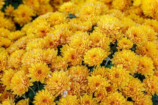 Bellissimi cespugli di fiori di crisantemo gialli