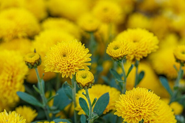 bellissimi cespugli di fiori di crisantemo giallo in primo piano