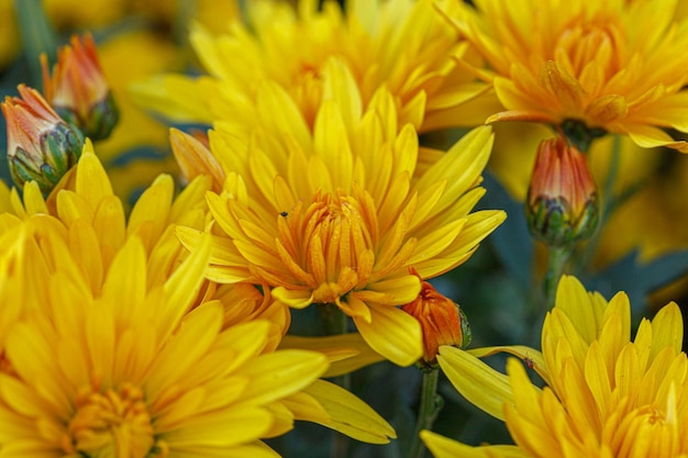 bellissimi cespugli di fiori di crisantemo giallo primo piano