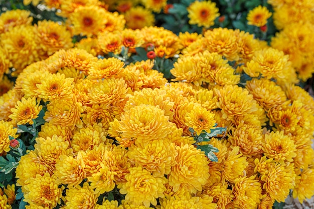 bellissimi cespugli di fiori di crisantemo giallo primo piano