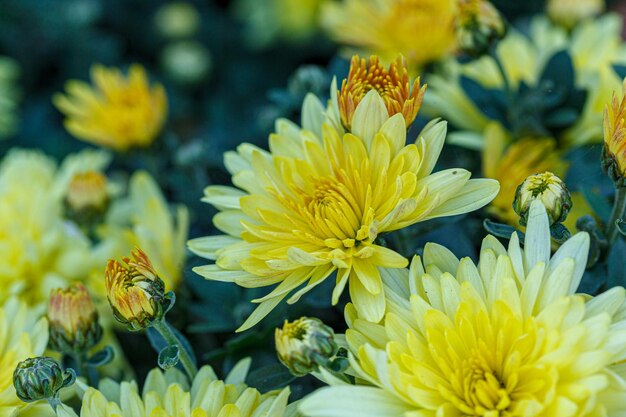 Bellissimi cespugli di fiori di crisantemo giallo