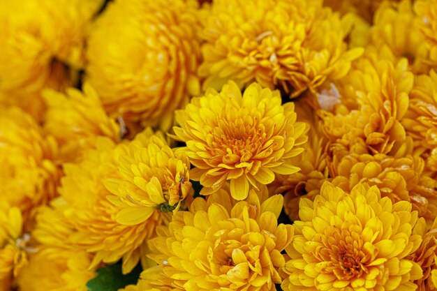 Bellissimi cespugli di fiori di crisantemo giallo