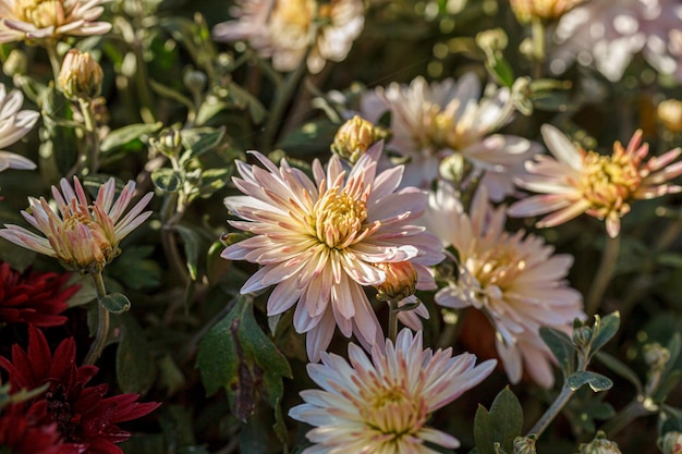 Bellissimi cespugli di fiori di crisantemo rosa colori