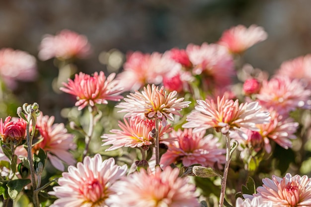 Bellissimi cespugli di fiori di crisantemo rosa colori