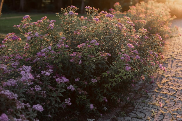 Bellissimi cespugli di fiori rosa nel giardino del parco