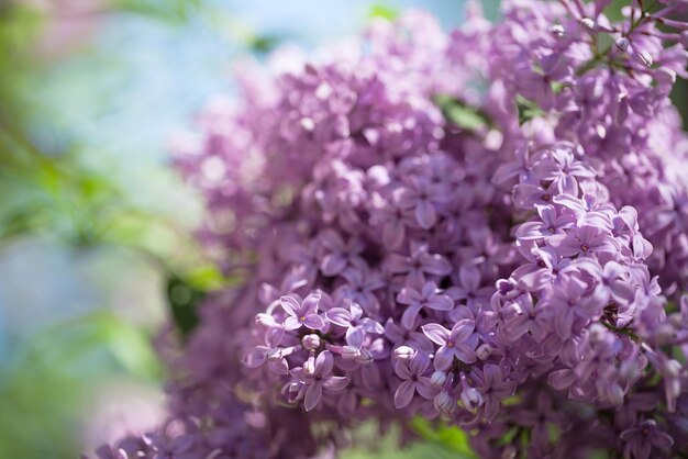 Bellissimi cespugli di lillà con uno sfondo morbido. umore primaverile