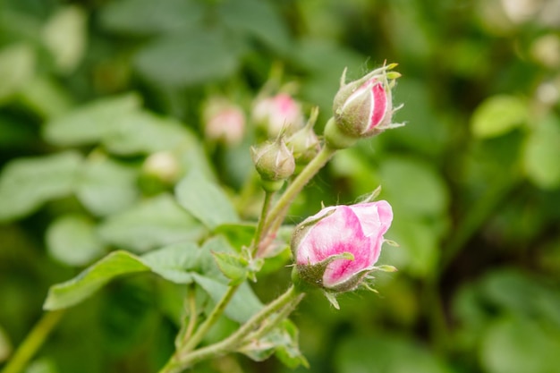 Bellissimi cespugli di una rosa scarlatta in fiore