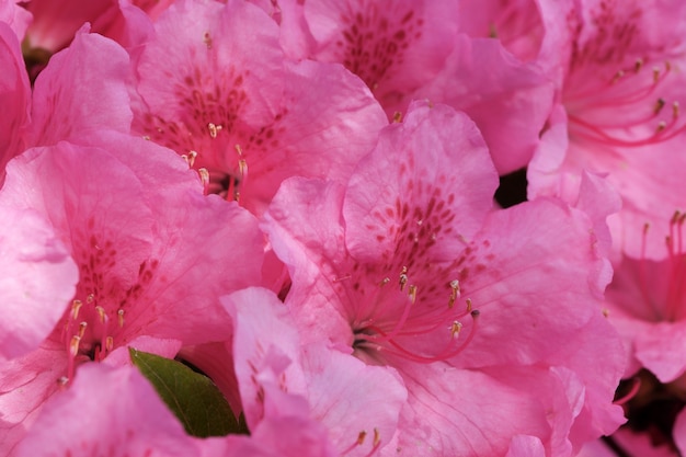 Bellissimi cespugli fioriti di rododendri in primavera in una giornata di sole