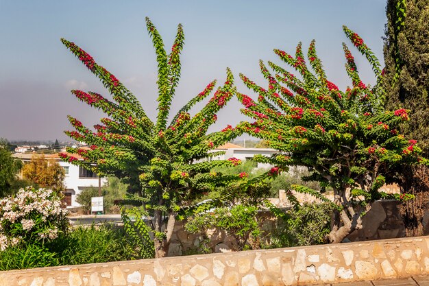 Bellissimi cespugli verdi con fiori rosa in un resort in un paese meridionale.