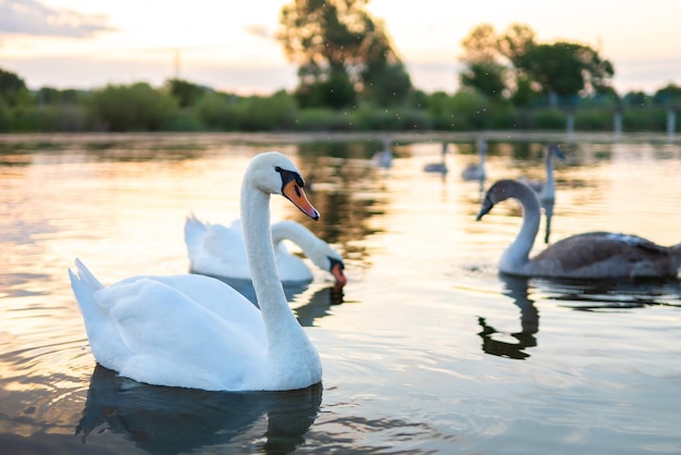 Bellissimi cigni bianchi che nuotano sull'acqua del lago in estate.