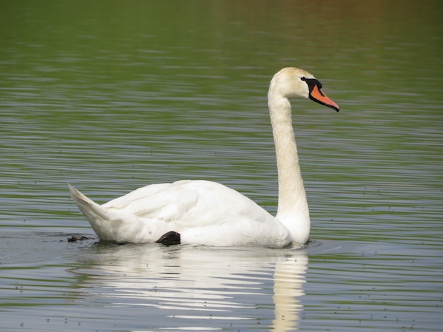 Bellissimi cigni bianchi nuotano nel lago