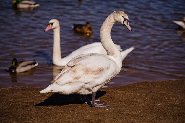 Bellissimi cigni bianchi vicino al fiume