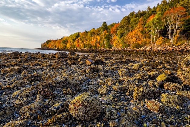 Bellissimi colori autunnali del Parco Nazionale di Acadia nel Maine