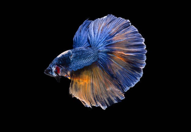 Bellissimi colori "Halfmoon Betta" catturano il momento commovente bellissimo del pesce betta siam in thailandia sul nero