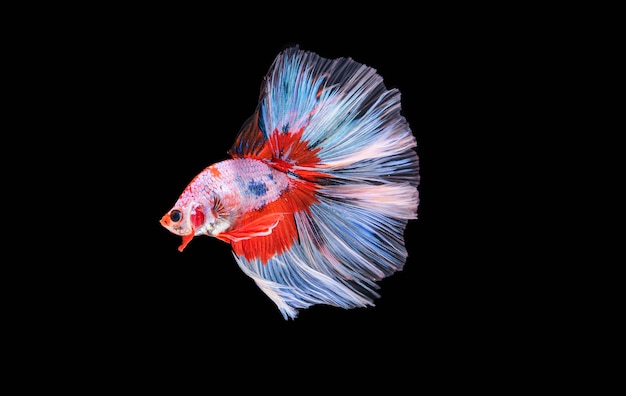 Bellissimi colori "Halfmoon Betta" catturano il momento commovente bellissimo del pesce betta siam in thailandia sul nero