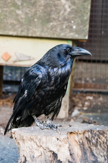 Bellissimi corvi neri si siedono su un ceppo