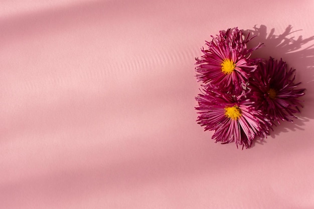 Bellissimi crisantemi cremisi piatti. Vista dall'alto di un fiore su uno sfondo rosa delicato.