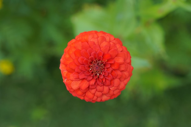 Bellissimi crisantemi in giardino