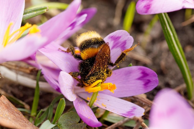 Bellissimi crochi fioriti viola in primavera sullo sfondo dell'erba